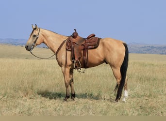 American Quarter Horse, Ruin, 10 Jaar, 155 cm, Buckskin