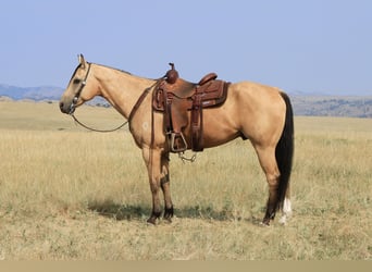 American Quarter Horse, Ruin, 10 Jaar, 155 cm, Buckskin