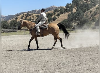 American Quarter Horse, Ruin, 10 Jaar, 155 cm, Buckskin