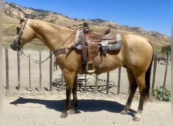 American Quarter Horse, Ruin, 10 Jaar, 155 cm, Buckskin