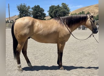 American Quarter Horse, Ruin, 10 Jaar, 155 cm, Buckskin