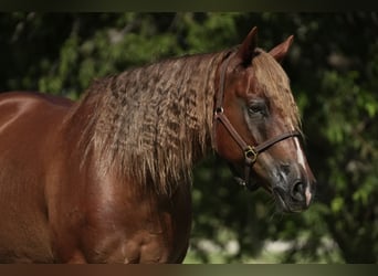 American Quarter Horse, Ruin, 10 Jaar, 155 cm, Donkere-vos