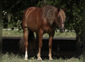 American Quarter Horse, Ruin, 10 Jaar, 155 cm, Donkere-vos