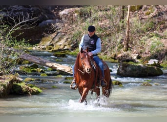 American Quarter Horse, Ruin, 10 Jaar, 155 cm, Donkere-vos