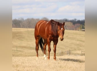 American Quarter Horse, Ruin, 10 Jaar, 155 cm, Donkere-vos