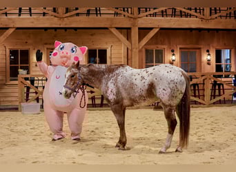 American Quarter Horse, Ruin, 10 Jaar, 155 cm, Donkere-vos