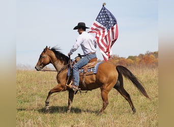 American Quarter Horse, Ruin, 10 Jaar, 155 cm, Falbe