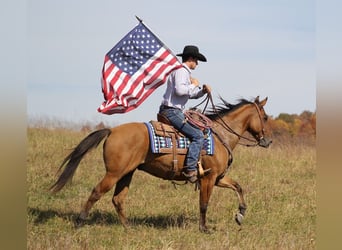 American Quarter Horse, Ruin, 10 Jaar, 155 cm, Falbe