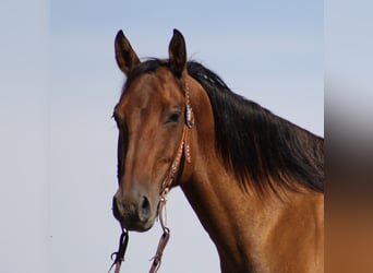 American Quarter Horse, Ruin, 10 Jaar, 155 cm, Falbe