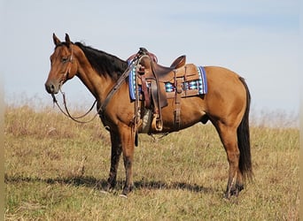 American Quarter Horse, Ruin, 10 Jaar, 155 cm, Falbe