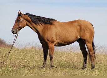 American Quarter Horse, Ruin, 10 Jaar, 155 cm, Falbe