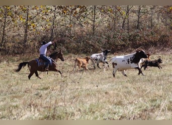 American Quarter Horse, Ruin, 10 Jaar, 155 cm, Falbe