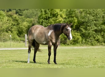 American Quarter Horse, Ruin, 10 Jaar, 155 cm, Grullo