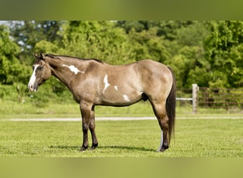 American Quarter Horse, Ruin, 10 Jaar, 155 cm, Grullo