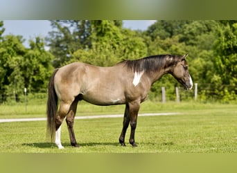 American Quarter Horse, Ruin, 10 Jaar, 155 cm, Grullo