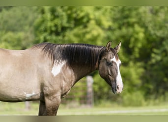 American Quarter Horse, Ruin, 10 Jaar, 155 cm, Grullo