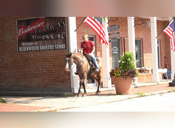 American Quarter Horse, Ruin, 10 Jaar, 155 cm, Grullo