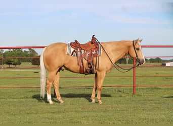 American Quarter Horse, Ruin, 10 Jaar, 155 cm, Palomino
