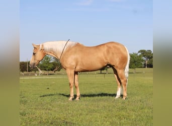 American Quarter Horse, Ruin, 10 Jaar, 155 cm, Palomino