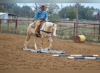 American Quarter Horse, Ruin, 10 Jaar, 155 cm, Palomino