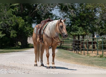 American Quarter Horse, Ruin, 10 Jaar, 155 cm, Palomino