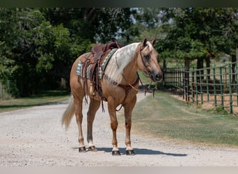 American Quarter Horse, Ruin, 10 Jaar, 155 cm, Palomino