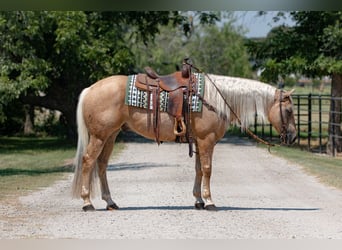 American Quarter Horse, Ruin, 10 Jaar, 155 cm, Palomino