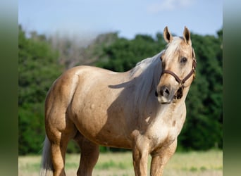 American Quarter Horse, Ruin, 10 Jaar, 155 cm, Palomino