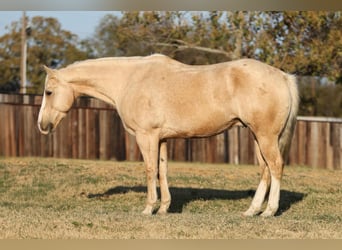 American Quarter Horse, Ruin, 10 Jaar, 155 cm, Palomino
