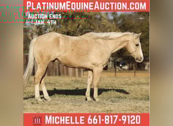 American Quarter Horse, Ruin, 10 Jaar, 155 cm, Palomino
