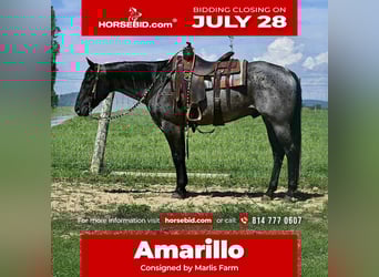 American Quarter Horse, Ruin, 10 Jaar, 155 cm, Roan-Blue