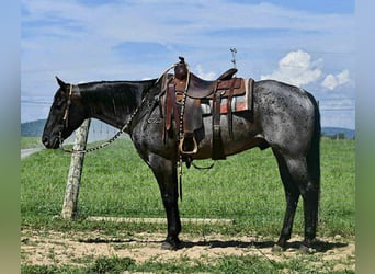 American Quarter Horse, Ruin, 10 Jaar, 155 cm, Roan-Blue