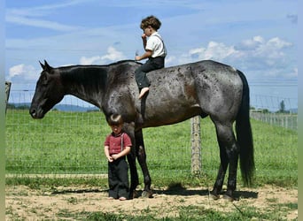 American Quarter Horse, Ruin, 10 Jaar, 155 cm, Roan-Blue