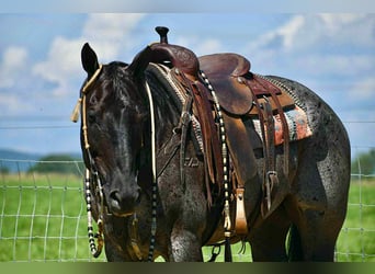 American Quarter Horse, Ruin, 10 Jaar, 155 cm, Roan-Blue