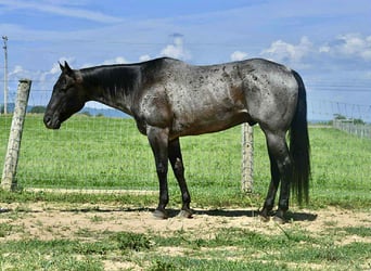 American Quarter Horse, Ruin, 10 Jaar, 155 cm, Roan-Blue