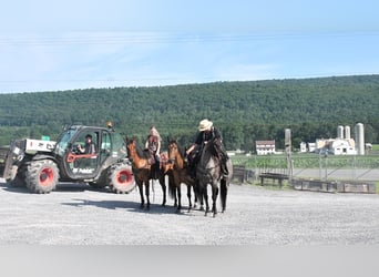 American Quarter Horse, Ruin, 10 Jaar, 155 cm, Roan-Blue