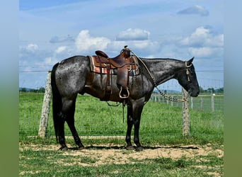 American Quarter Horse, Ruin, 10 Jaar, 155 cm, Roan-Blue