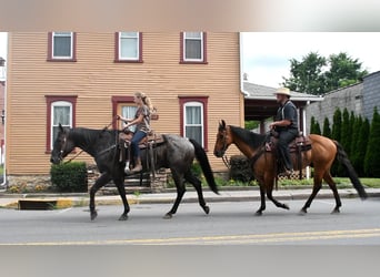 American Quarter Horse, Ruin, 10 Jaar, 155 cm, Roan-Blue