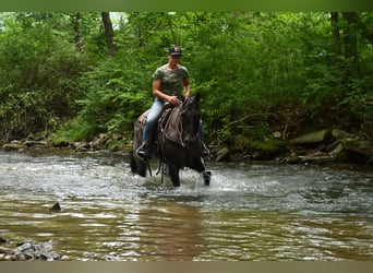 American Quarter Horse, Ruin, 10 Jaar, 155 cm, Roan-Blue