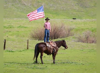 American Quarter Horse, Ruin, 10 Jaar, 155 cm, Roodbruin