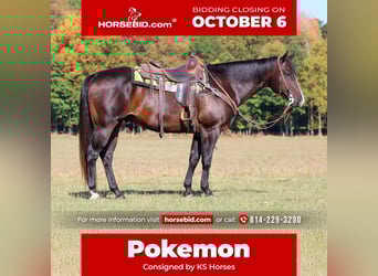 American Quarter Horse, Ruin, 10 Jaar, 155 cm, Roodbruin