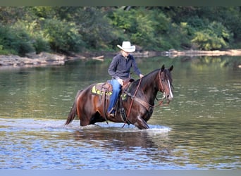 American Quarter Horse, Ruin, 10 Jaar, 155 cm, Roodbruin