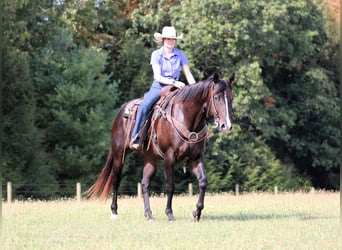 American Quarter Horse, Ruin, 10 Jaar, 155 cm, Roodbruin