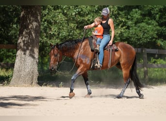 American Quarter Horse, Ruin, 10 Jaar, 155 cm, Roodbruin