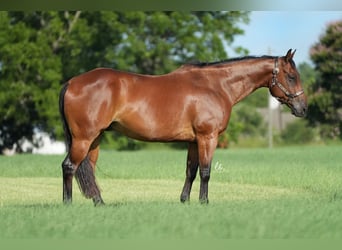 American Quarter Horse, Ruin, 10 Jaar, 155 cm, Roodbruin