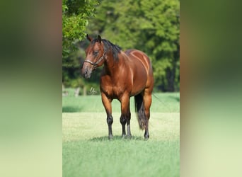 American Quarter Horse, Ruin, 10 Jaar, 155 cm, Roodbruin