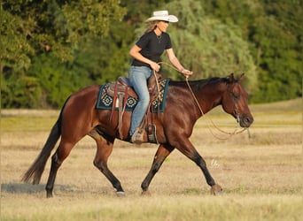 American Quarter Horse, Ruin, 10 Jaar, 155 cm, Roodbruin