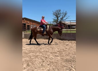 American Quarter Horse, Ruin, 10 Jaar, 155 cm, Roodbruin