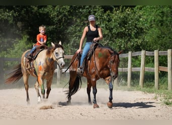 American Quarter Horse, Ruin, 10 Jaar, 155 cm, Roodbruin