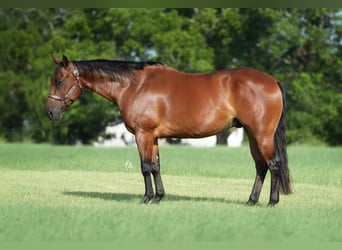 American Quarter Horse, Ruin, 10 Jaar, 155 cm, Roodbruin